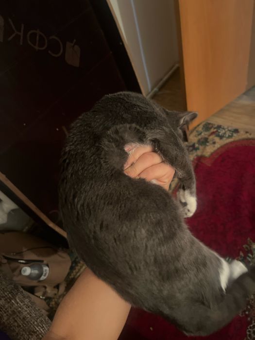 Кошки мысык коттттт