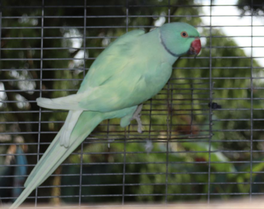 Малък Александър