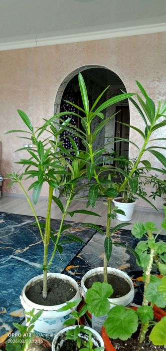 Олеандр домашний цветок