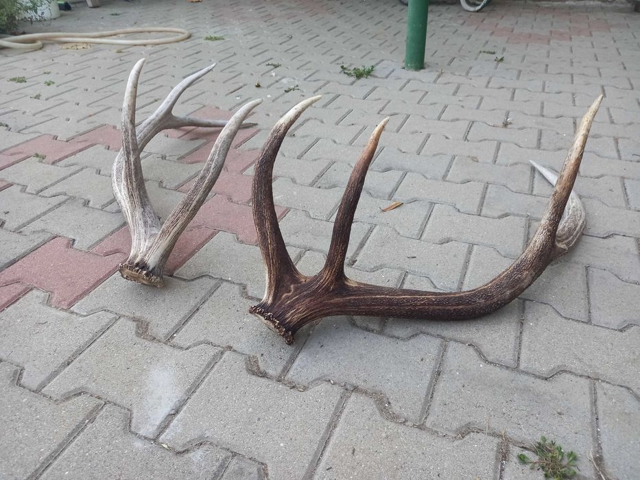 Ловен трофей от благороден елен