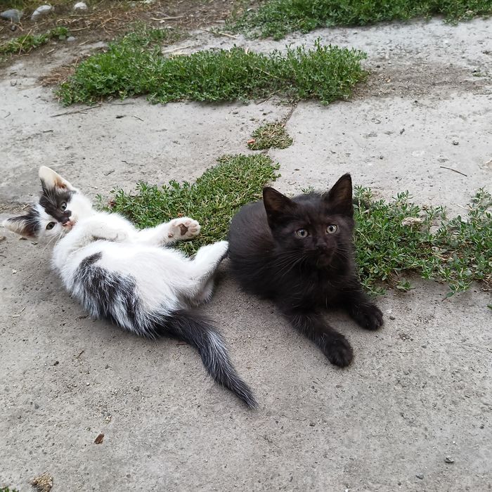 Отдам котят в добрые руки