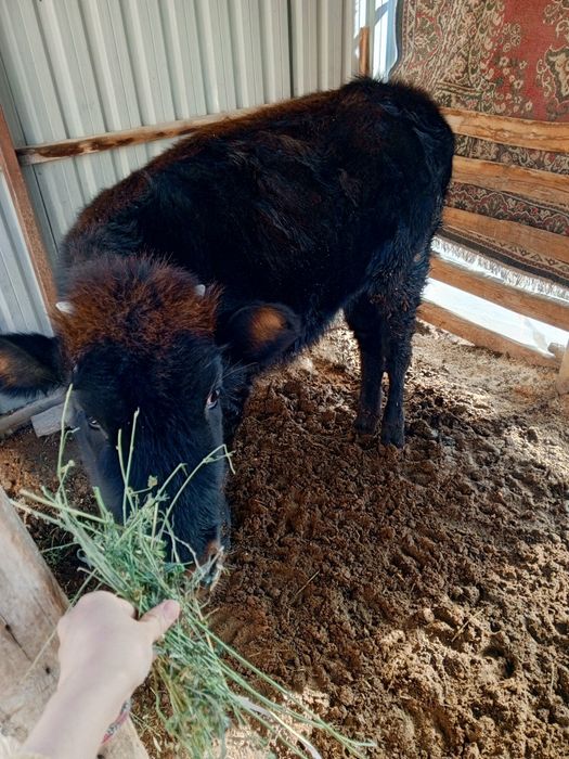 Гуножин сотилади