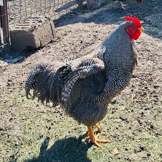 De vânzare cocoș playmouth rock