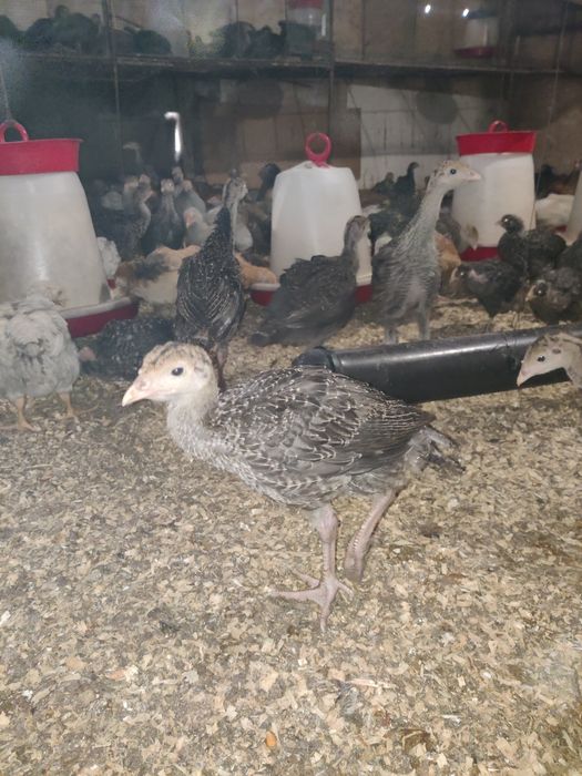 Pui curca ,rasa carne