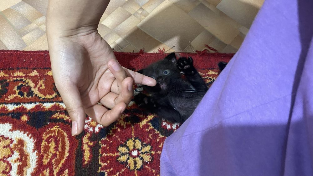 Отдам котять в хорошие руки