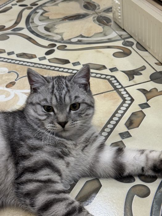 Скотиш страйт кот, вязка
