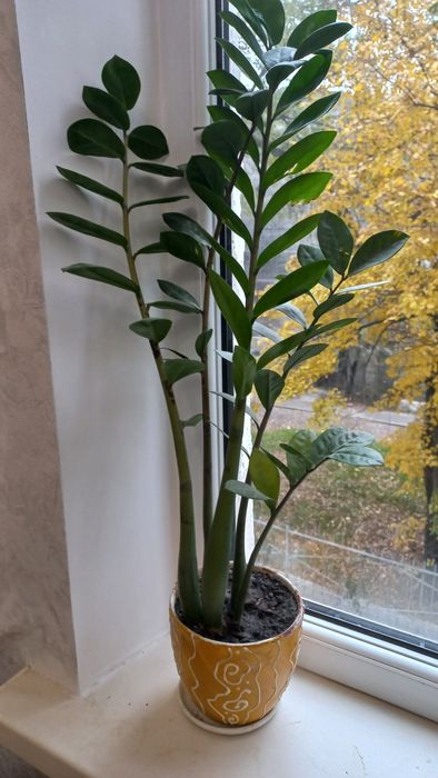 Комнатные цветы: Долларовое деревня.