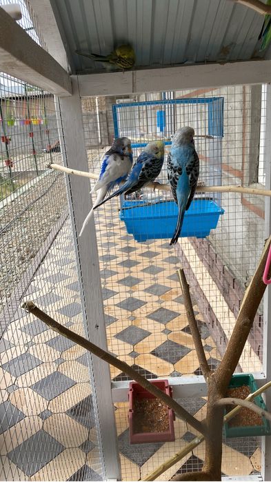 Валер для птиц.