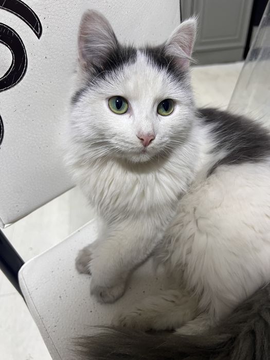 кошечке нужен дом и хозяева