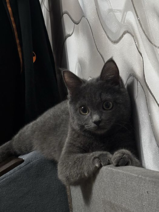 Котенок 5 месяцев, девочка