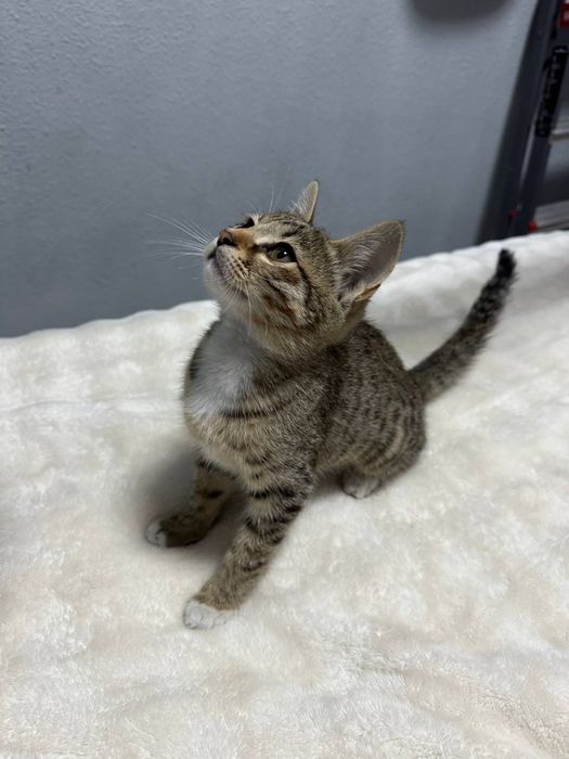 Пристраивается котенок