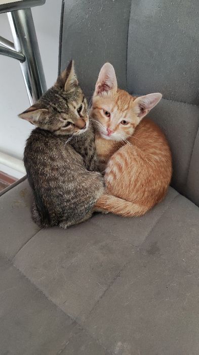 Котята 3 месяца.