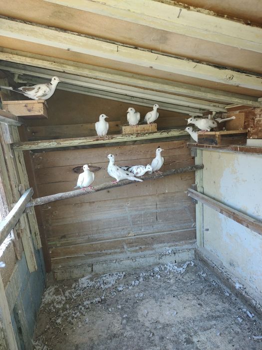 Скумрийки от миналата година