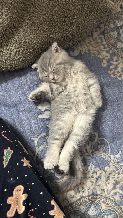 Продается котенок, 3 месяца