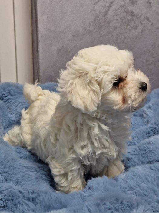 Bichon Maltez rasa pura