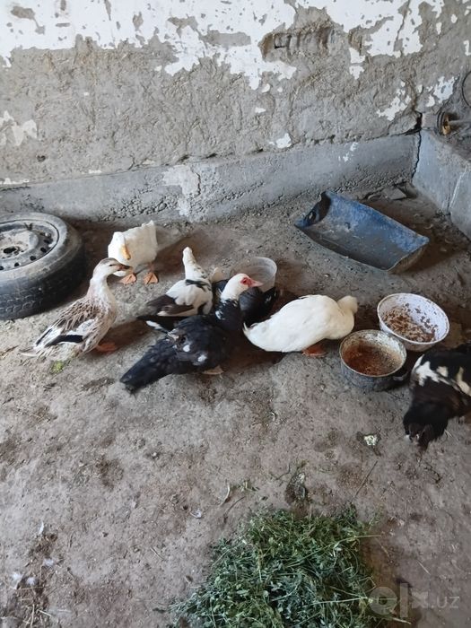 Kurkajujala 170 mingdan donasi o'rdakla 40 mingdan 60 mingacha bor