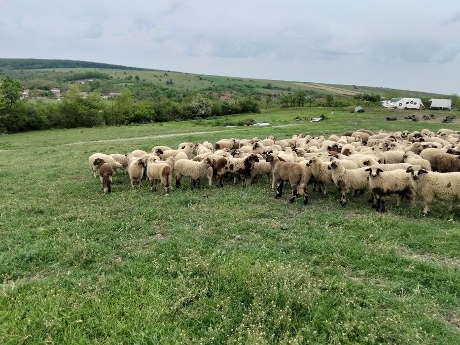 Vând miei 200 bucati