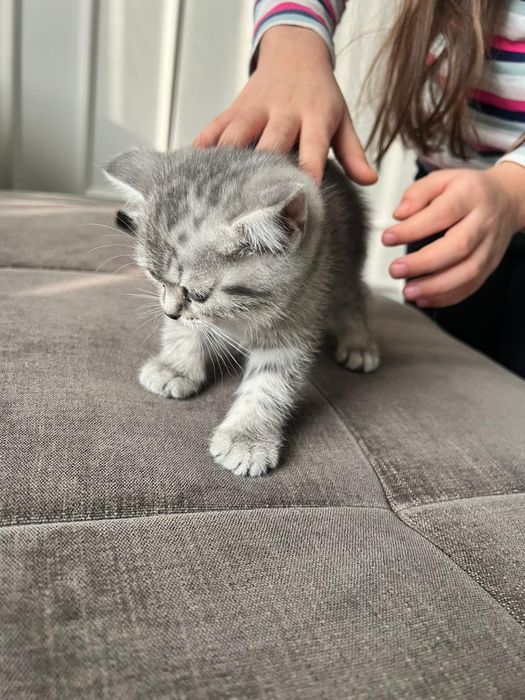 Шотландские котята