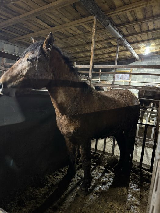 Лошади с откорма