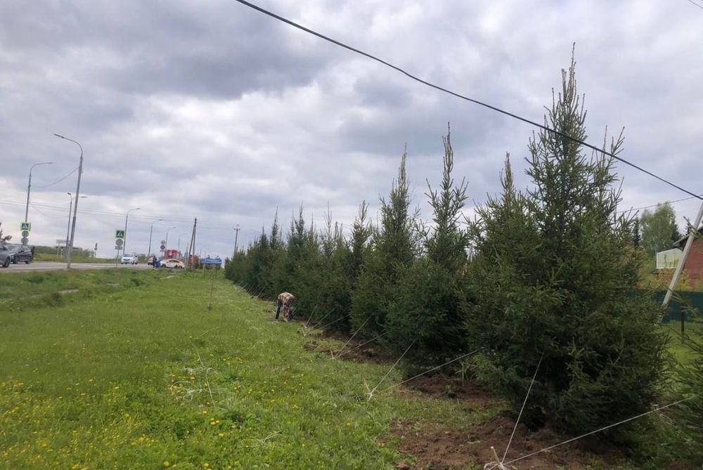 Ели голубые сосны