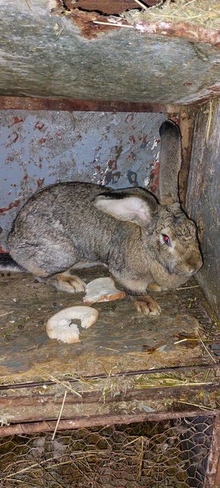 Femelă uriaș german