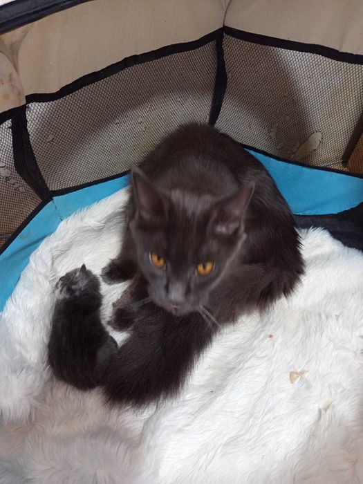 Pisica Maine Coon provenienta felisa autorizata