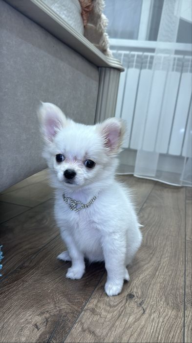 Чихуахуа девочка