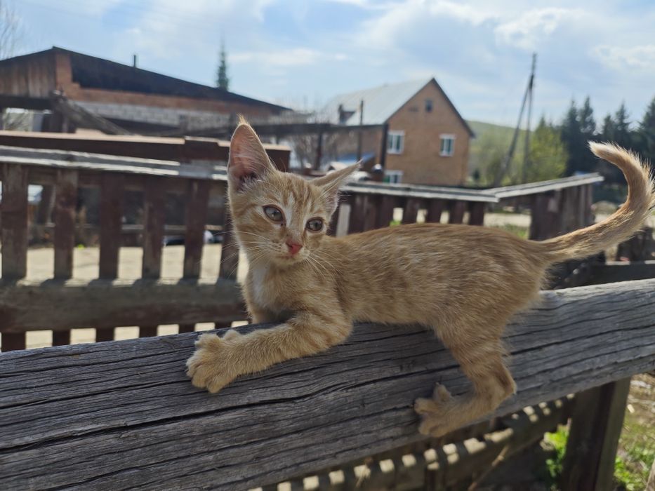 Рыжее кошачье счастье!