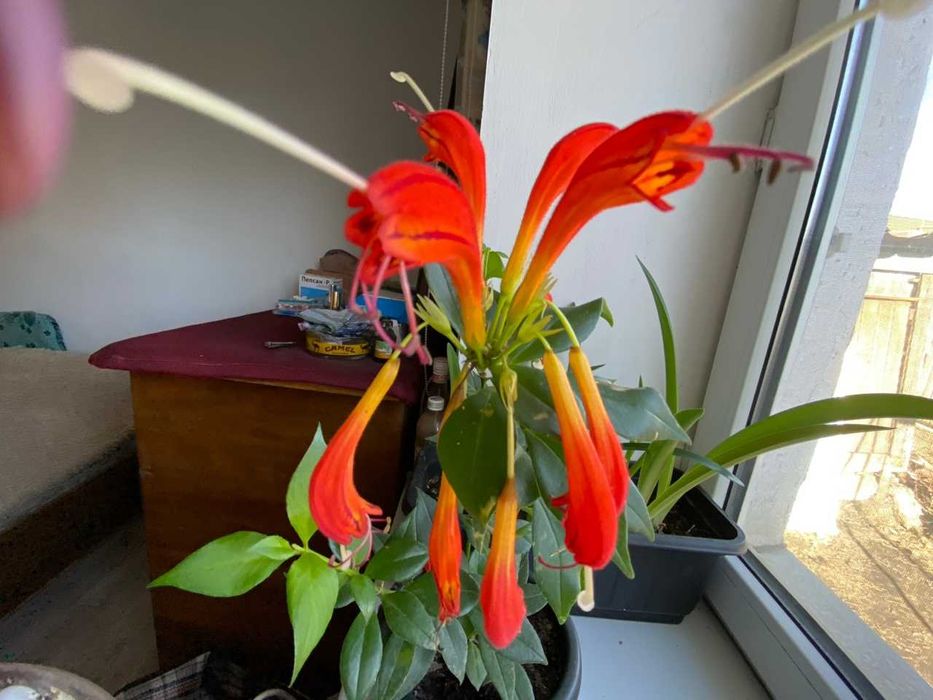 Продам Эсхинантус, жар птица