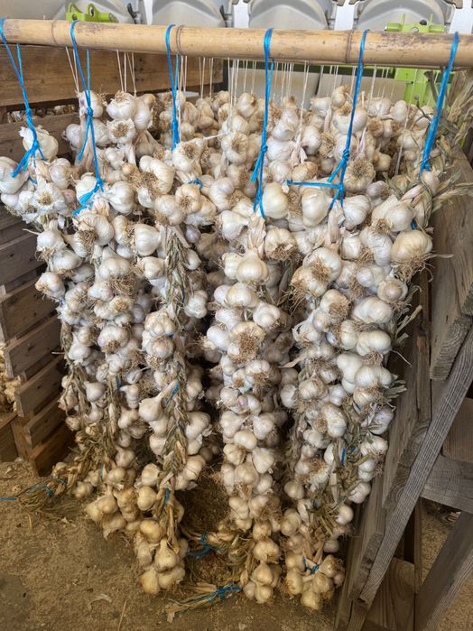 Български чесън с отличен вкус, с.Орешак, област Варна