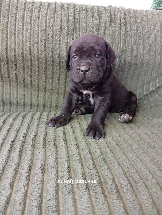 Кане Корсо Cane Corso Italiano