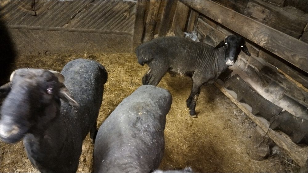 Қошқарлар сатылады