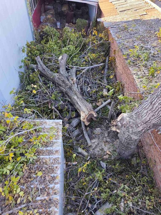 Рязане кастрене на опасни дървета