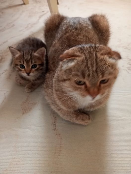 Продам веслоухого котёнка