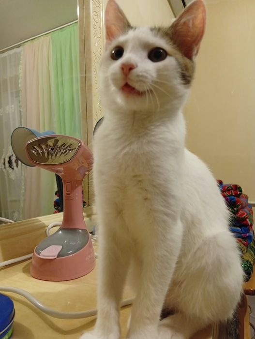 Очень ласковый котёнок