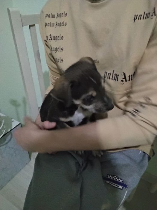 Собачка в добрые и хорошие руки