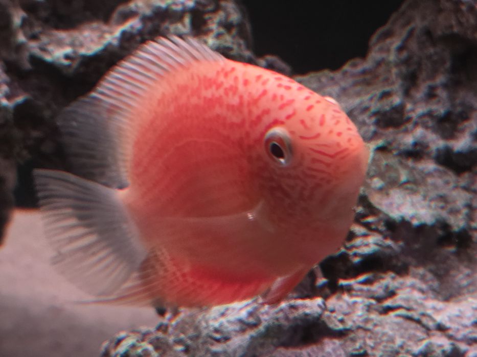 Северум красноточечный, 10см.