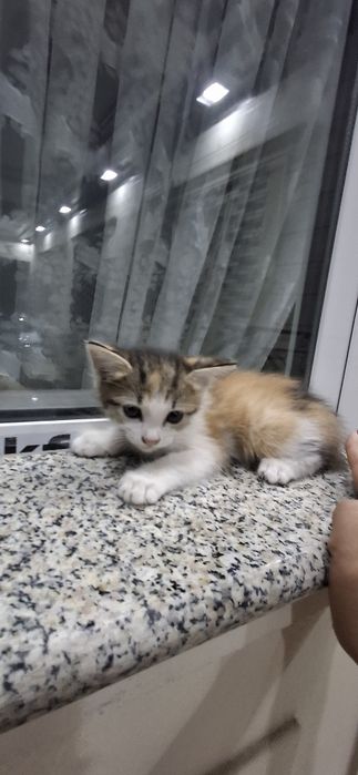 Отдам даром прекрасных чистых котят