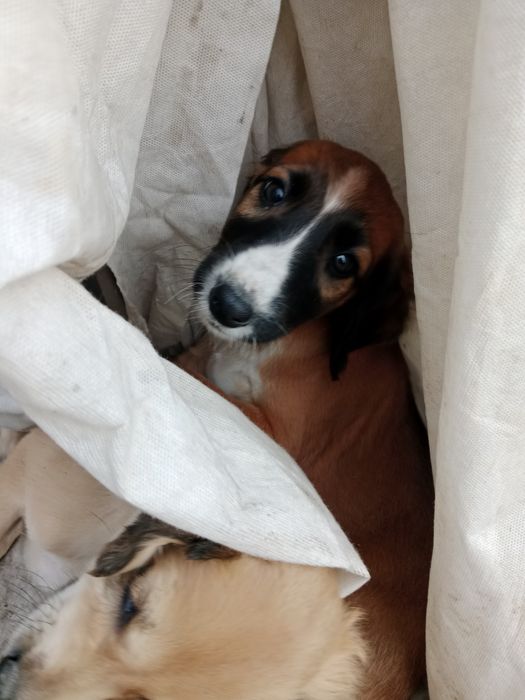 Тазы чистокровные