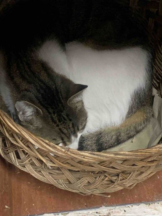 Котета 1,5 години кастрирани и дружелюбни