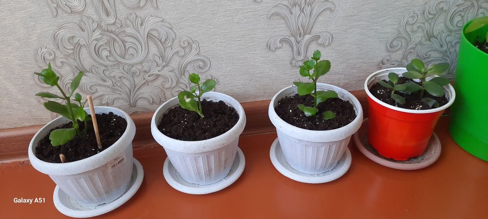 Гүлдер сатылады, продаётся цветы
