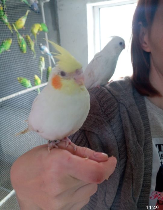 Papagali nimfe blande