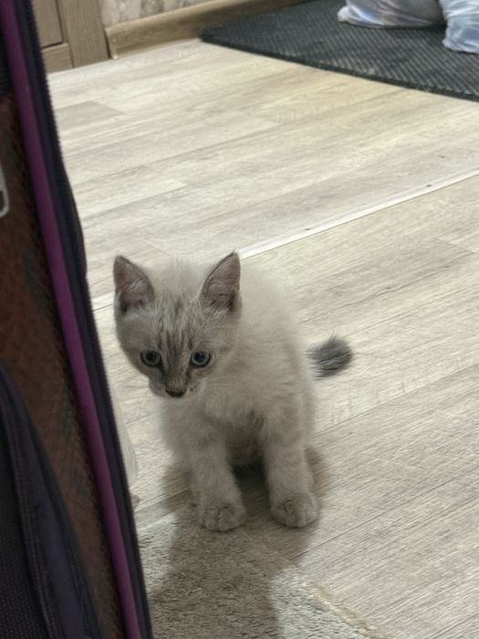 Отдам в добрые руки