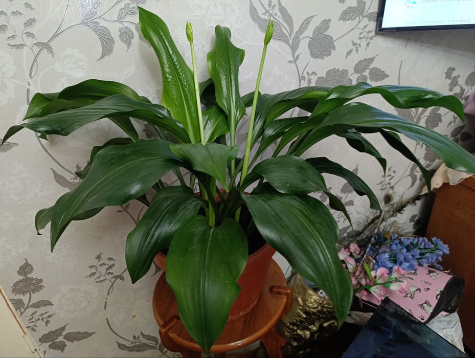 Цветы на 11 декабря. Эухарис - Амазонские лилии.