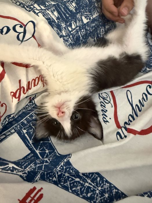 Котенок черно-белый