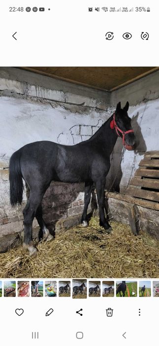 Carlan din tata KWPN si mamă TRĂPAȘ  varsta 1.3 luni