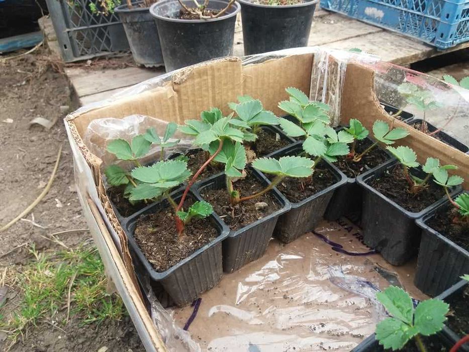 Разсад Ягода  -  Ягоди Налични  25 сорта