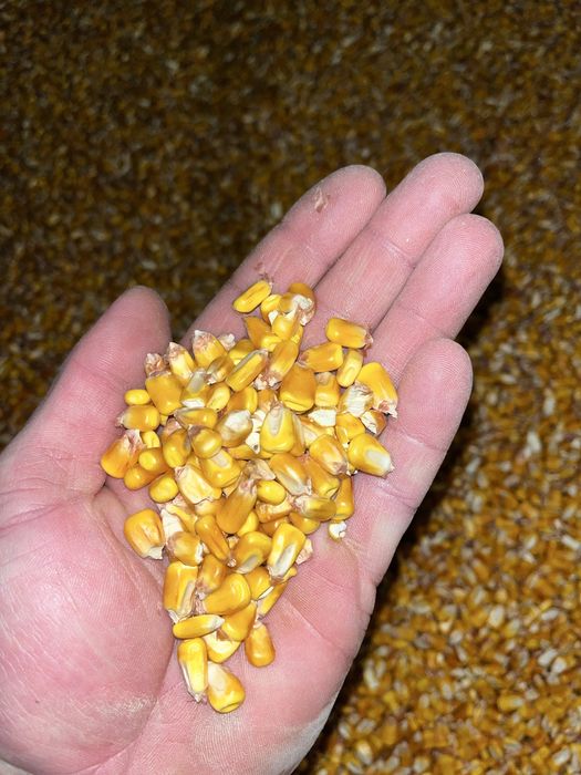 Porumb de vanzare reclota 2025