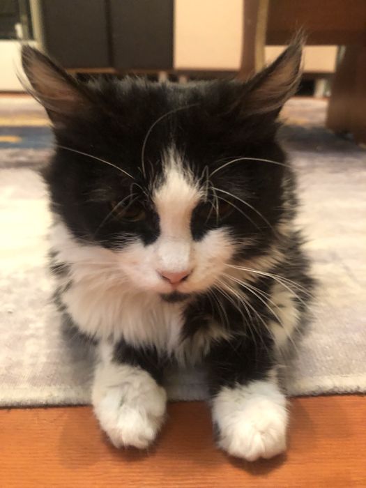 Отдам в добрые руки