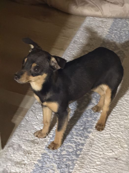 Той терьера парода